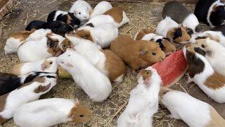 Guinea pigs go crazy for watermelon