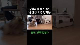 강아지 하우스 훈련 5초 컷. | 난이도 하. #shorts #강아지훈련 #dogtraining #리드줄