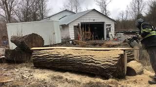 Ripping giant tulip poplar in half