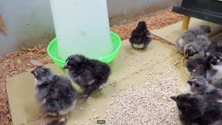 Easy Chicken Brooder set up