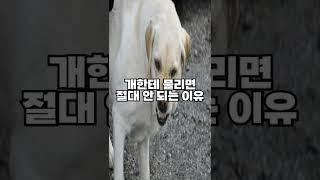 개한테 물리면 절대 안 되는 이유