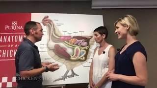 Chicken Digestion