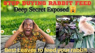 Different Types Of Leaves You Can Feed Your Rabbit!!! Top Secret Exposed!