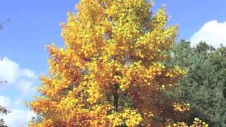 Buy Fast Growing Poplar Trees For An Instant Landscaping