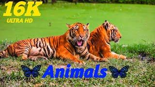 16K Animals Video.16K Video ||4K HD MUSIC VIDEO||