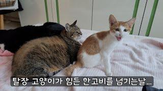 탈장 고양이 병원가서 변빼고 실밥 풀어주었더니 한결 편안해졌습니다!