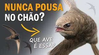 Qual a AVE que NUNCA POUSA NO CHÃO? Ornitólogo Responde #34