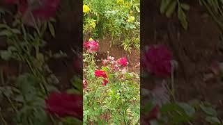 #garden