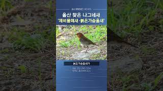 울산 드물게 찾는 나그네새 '제비물떼새·붉은가슴울새' 관찰