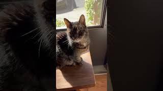 Snickers' very rare meow (no music to obscure it)