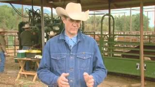 Cattle Handling Tips - Sorting