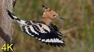 Wiedehopf 3, Junges fliegt aus in die weite Welt  --- Hoopoe 3,  Young flies out into the wild Word