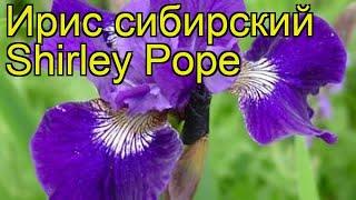 Ирис сибирский Шарли Поуп. Краткий обзор, описание характеристик iris sibirica Shirley Pope