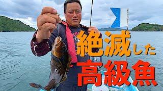 瀬戸内海で絶滅寸前の【超高級魚】を釣り上げる漁師