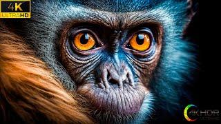 Monkey 4K HDR 60fps Dolby Vision with Animal  & Relaxing Music (Colorful Dynamic)