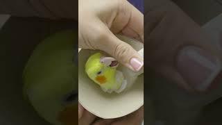 Ветеринарные врачи -мастера на все руки