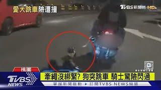 嚇! 黑狗突跳下機車 後方騎士差點追撞｜TVBS新聞