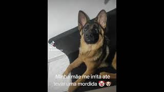 Mamãe irrita mesmo ️ #filhopet #cachorro #filhotedecachorro