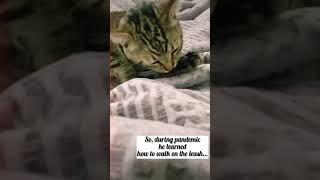 Good morning from Our Cute Tabby Cat. He is adorable