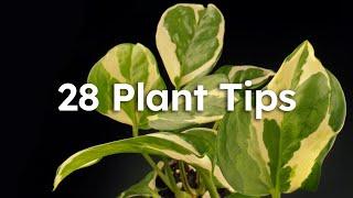 28 February Plant Tips (Compilation)