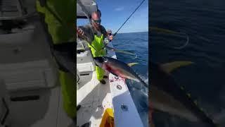 A CRAZY Yellowfin Tuna Gaff Shot You've NEVER Seen Before!