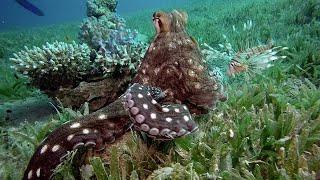 Octopus Tickled By Fish