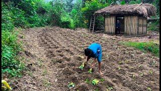Orphan Boy - Gardening, Growing More Vegetables, Harvesting Beans to Sell #boy #survival #diy