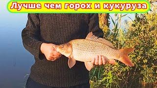 Лучше чем горох и кукуруза! На эту насадку клюет только крупная рыба! Рыбалка на нут