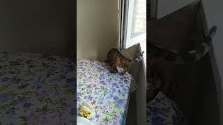 кошшшшшка ещё та