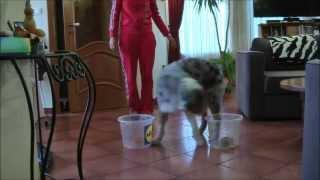 100tricks100days # 27 day Put your toy into the other bucket / Rakd át a játékokat a másik vödörbe