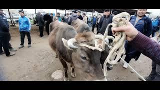 14 03 2024 кашкадарю велояти1ксм шархсабиз тумани чоршанби мол бозоридан йанги нархлар