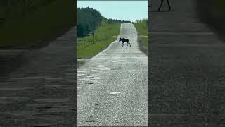 На автодороге Боярка - Каракулино встретили двух лосят. Шикарные дороги в Удмуртии)))