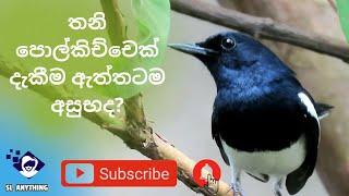 ඇත්තටම පොල්කිච්චෙක් දැකීම අසුභද? It's really bad to see a Magpie Robin