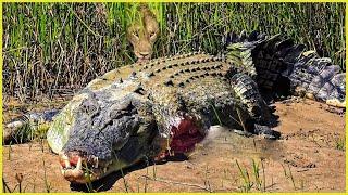 Most Tragic Moments Crocodile Choose Wrong Opponents | Animal Attacks