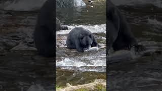 Black bear in Alaska feeds on salmon eggs.