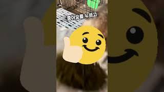 하버드대학 지능 테스트