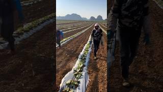 Japanese Pumpkin Farming Techniques #farming #agriculture