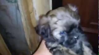 Little Gremlin Puppy Маленький гремлин щенок