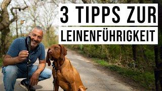 Harmonischer Spaziergang mit dem Hund! ️ 3 Tipps, die Dir bei der #Leinenführung helfen werden..