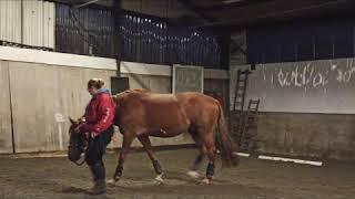 Relaxation Training. Complement to Equine Training and Massage.