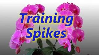 Training Spikes-Phalaenopsis Orchids