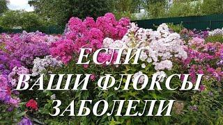 Что делать если ваши флоксы заболели? Серая гниль и как быстро от нее избавиться?