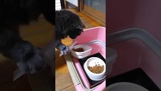 【猫動画】なんで蓋が閉まってんねん⁉️