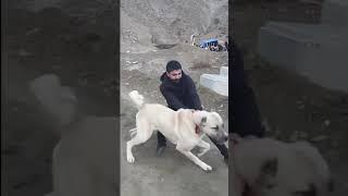 big dog sagi pshdar(pejdar) Or named kangal @HBKennel @dogtraining18  @SivasKangalTV #shorts