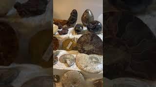 Mineralien & Fossilien Messe Steyr Oberösterreich 22.09.2024