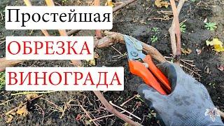 Как ОБРЕЗАТЬ Виноград! Простая ОБРЕЗКА