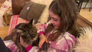 Special Bond Between Maine Coon Cat And Child