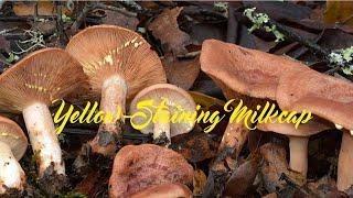 Yellow-Staining Milkcap Mushroom