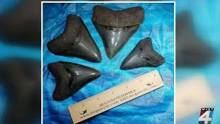 Shark tooth diver experiences with sharks