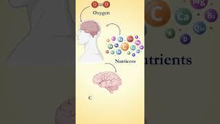 Types of brain damages during stroke and drug used. Ischemic core | Penumbra |